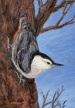 White Breasted Nuthatch by Thea Nordling